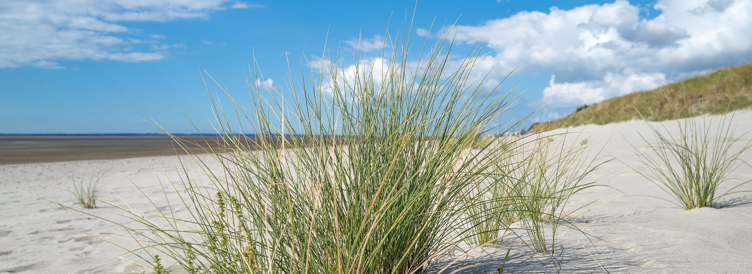 Föhr Urlaub Witsum